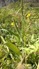 Plantago virginica