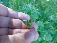 Ranunculus neapolitanus