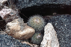 Parodia microsperma microsperma