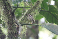 Basileuterus melanotis