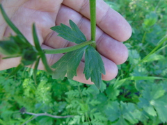 Ranunculus neapolitanus