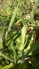 Plantago virginica