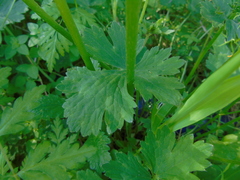Ranunculus neapolitanus