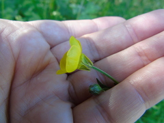 Ranunculus neapolitanus