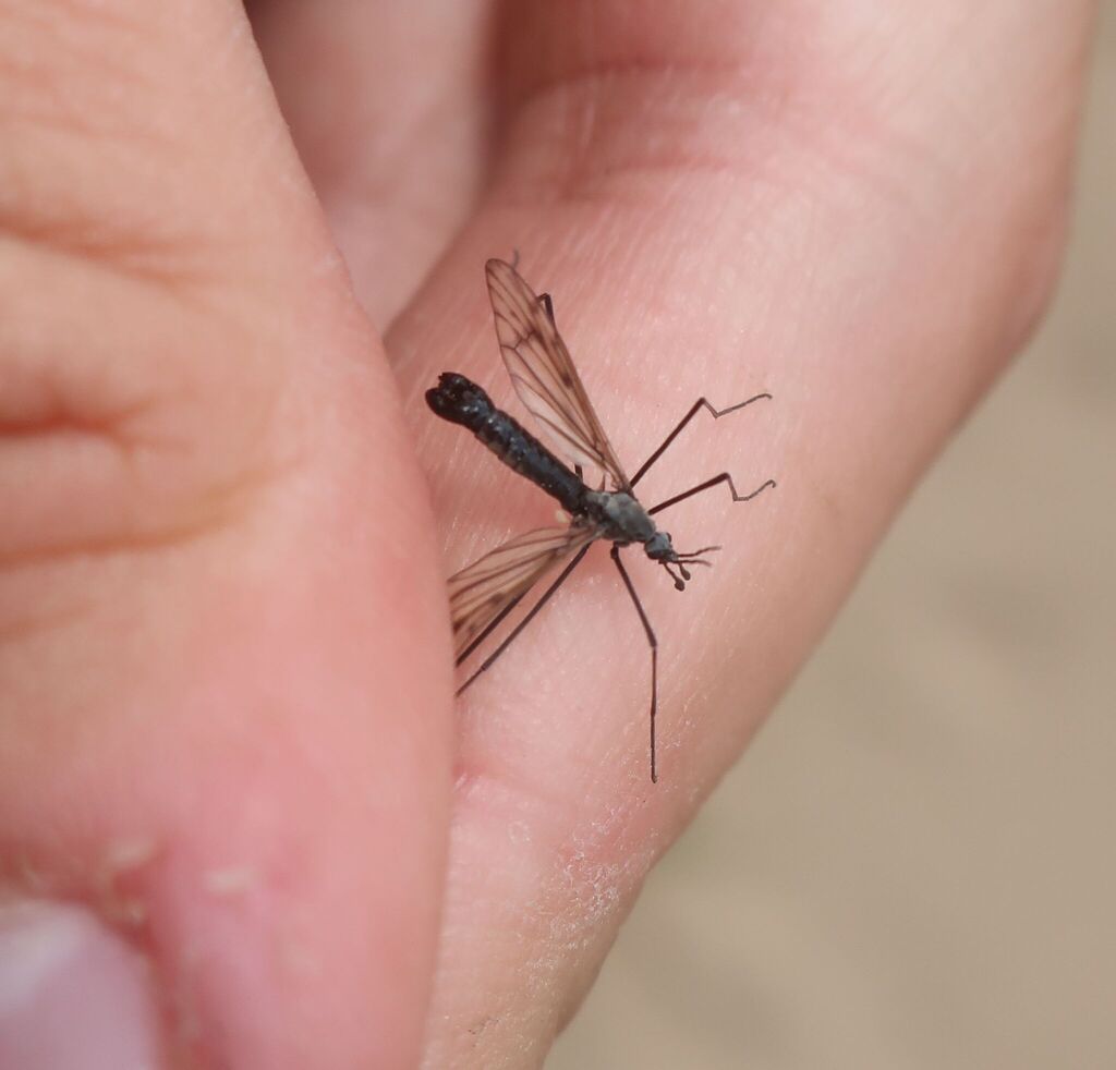 Hexatoma nubeculosa