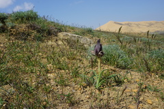 Iris acutiloba
