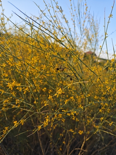 Yellow Bridal Broom