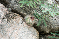 Parodia microsperma microsperma