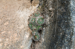 Parodia microsperma microsperma