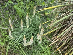 (c) Cleveland Powell, some rights reserved (CC BY) Schoenocaulon texanum, photograph (c) Cleveland Powell, some rights reserved (CC BY)