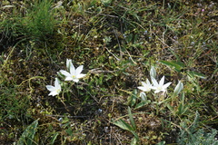 Ornithogalum sintenisii