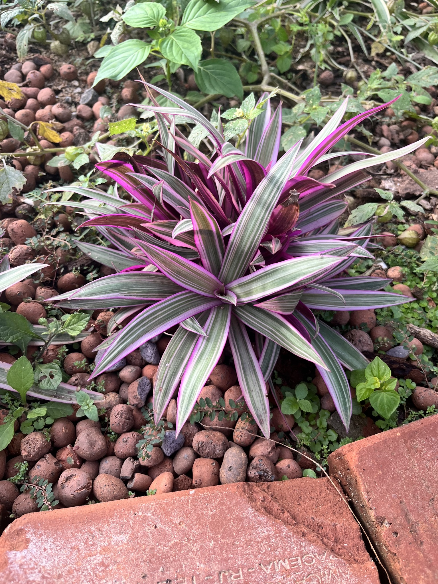Cordyline fruticosa