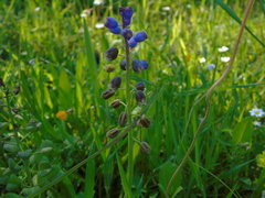 Bellevalia dubia boissieri