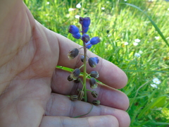 Bellevalia dubia boissieri