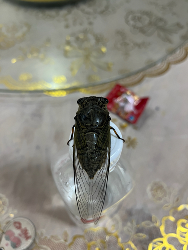 Eastern horse cicada
