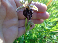 Ophrys mammosa