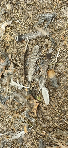 Plume de Gélinotte des bois