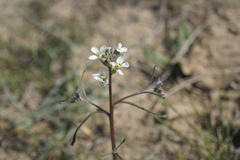 Erysimum leucanthemum