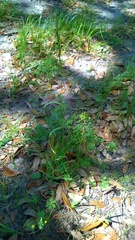 Sphenopholis obtusata