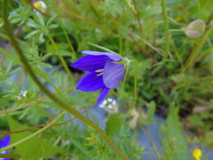 Campanula ramosissima