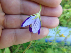 Campanula ramosissima