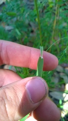 Sphenopholis obtusata