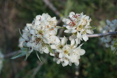 Pyrus salicifolia