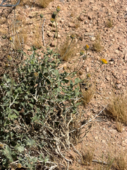 Encelia virginensis