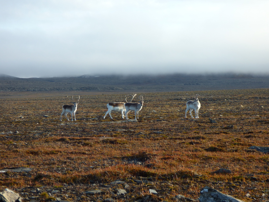 Peary Caribou from Qikiqtaaluk, NU, Canada on August 16, 2019 at 08:02 ...