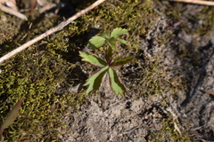 Anemonoides quinquefolia