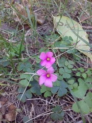 Oxalis hispidula