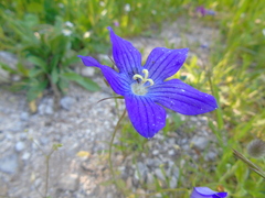 Campanula ramosissima