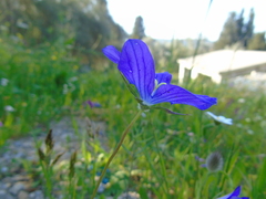 Campanula ramosissima