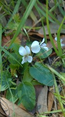 Viola primulifolia
