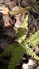 Athyrium asplenioides