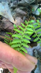 Athyrium asplenioides