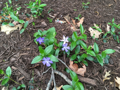 Vinca minor
