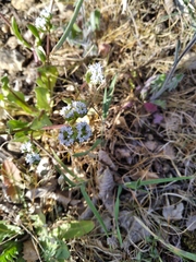 Valerianella echinata