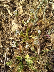Valerianella echinata