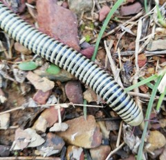 Ommatoiulus lusitanus