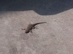Sceloporus occidentalis