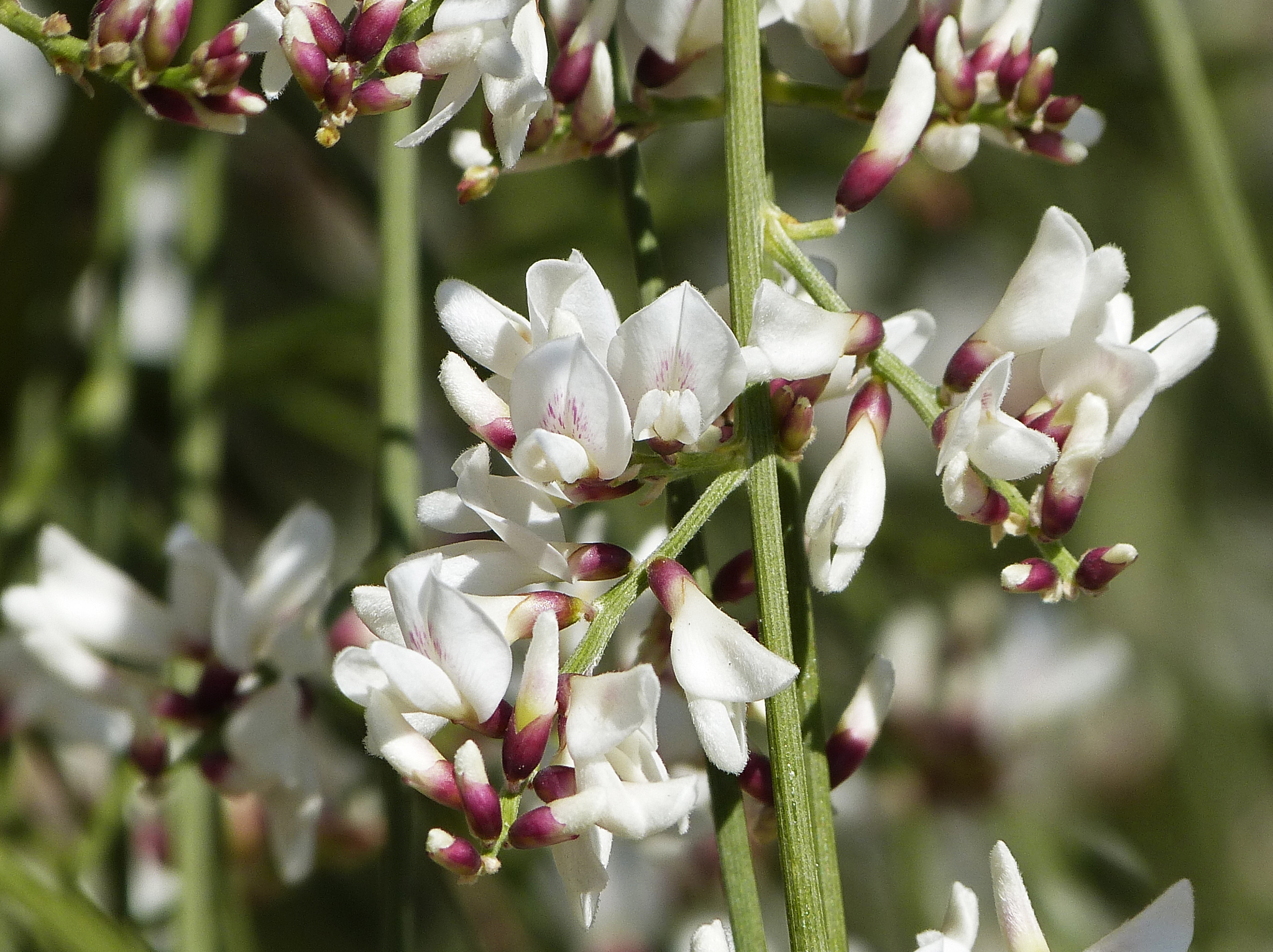 Retama monosperma