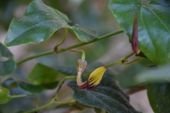 Aristolochia sempervirens