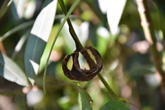 Aristolochia sempervirens