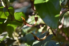 Aristolochia sempervirens