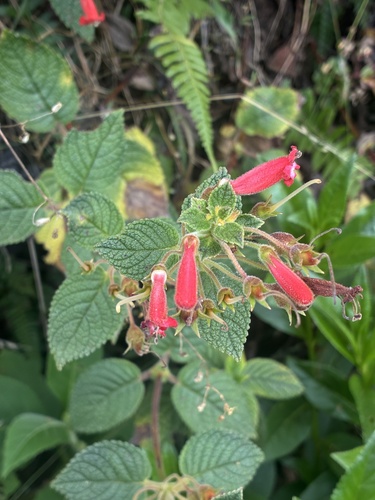 Heppiella ulmifolia