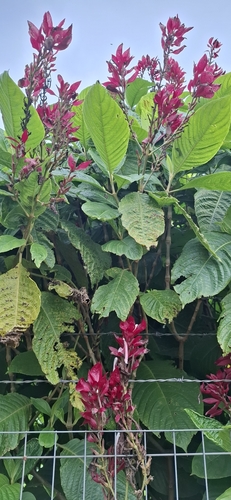 Brazilian red-cloak