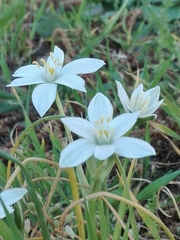 Ornithogalum umbellatum