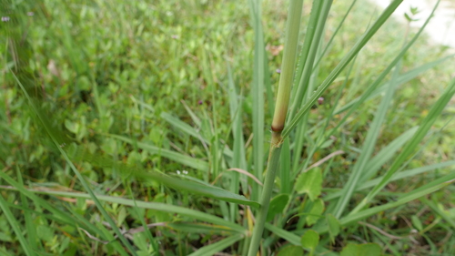 Paspalum urvillei image