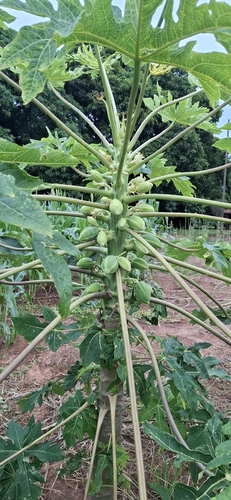 Papaya